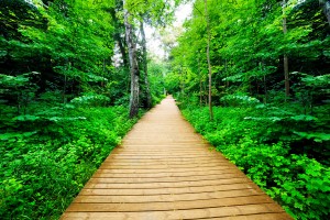 path in trees