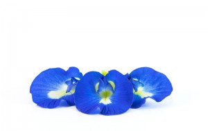 blue flowers