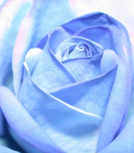 blue-rose