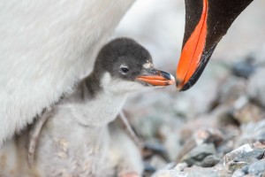 penguin love