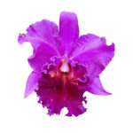 flower-orchid