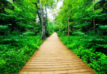 The Secret to Finding Your True Path