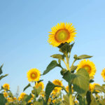 sunflowers