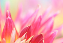 The Path to Loving Kindness In Everyday Life