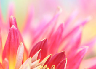 The Path to Loving Kindness In Everyday Life